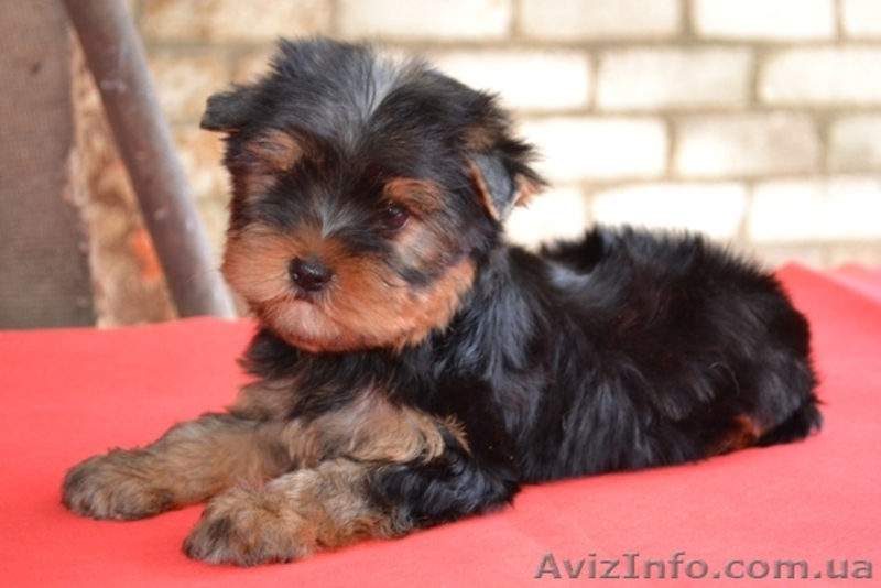 Элитные щеночки йоркширского терьера, - <ro>Изображение</ro><ru>Изображение</ru> #2, <ru>Объявление</ru> #293686