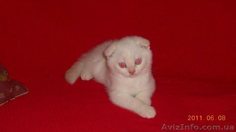 шотландский вислоухий  котенок девочка и мальчик. - <ro>Изображение</ro><ru>Изображение</ru> #4, <ru>Объявление</ru> #289649