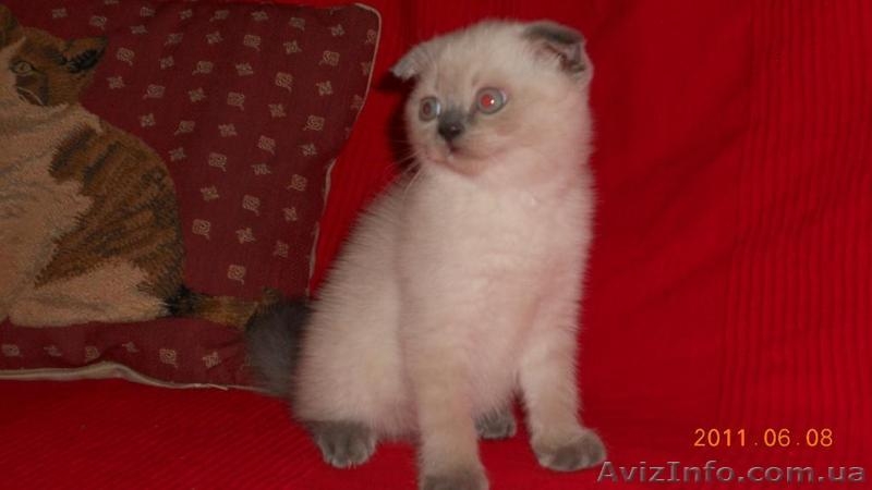 шотландский вислоухий  котенок девочка и мальчик. - <ro>Изображение</ro><ru>Изображение</ru> #2, <ru>Объявление</ru> #289649