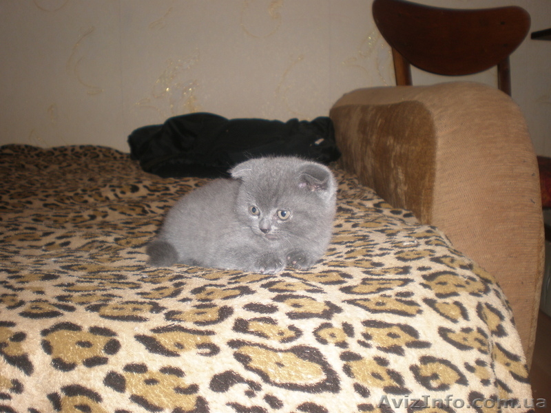 плюшевые игрушки - британские котята - <ro>Изображение</ro><ru>Изображение</ru> #1, <ru>Объявление</ru> #299553