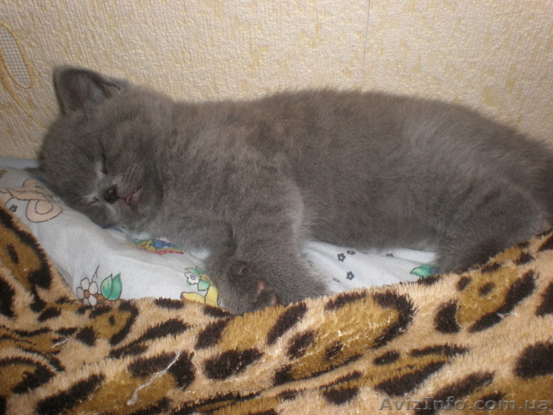 плюшевые игрушки - британские котята - <ro>Изображение</ro><ru>Изображение</ru> #3, <ru>Объявление</ru> #299553