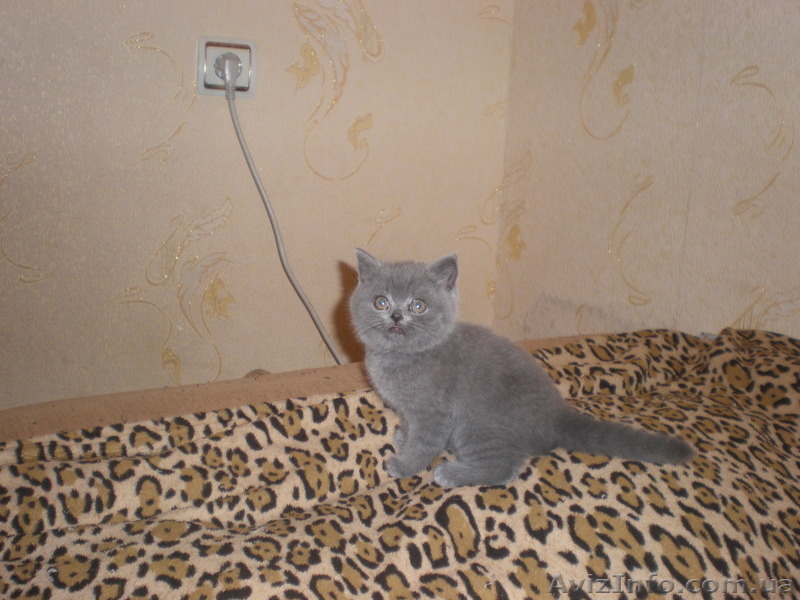 плюшевые игрушки - британские котята - <ro>Изображение</ro><ru>Изображение</ru> #2, <ru>Объявление</ru> #299553