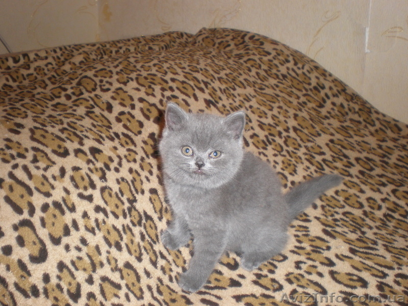 плюшевые игрушки - британские котята - <ro>Изображение</ro><ru>Изображение</ru> #4, <ru>Объявление</ru> #299553