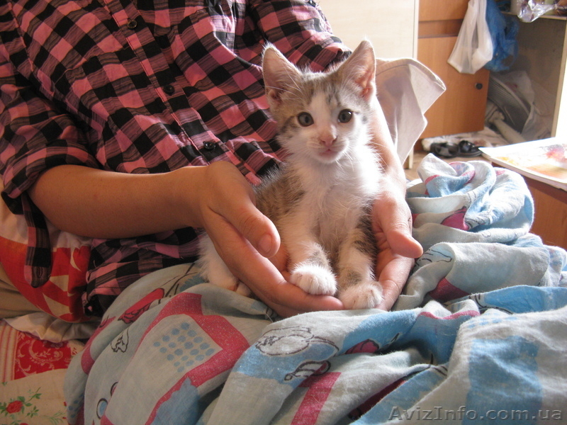 Подарю домашнего котёнка - <ro>Изображение</ro><ru>Изображение</ru> #2, <ru>Объявление</ru> #319161