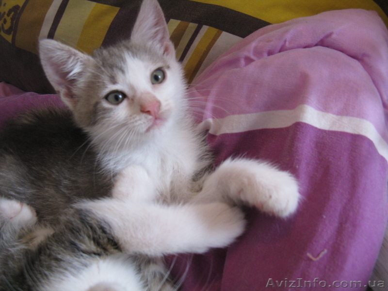 Подарю домашнего котёнка - <ro>Изображение</ro><ru>Изображение</ru> #4, <ru>Объявление</ru> #319161