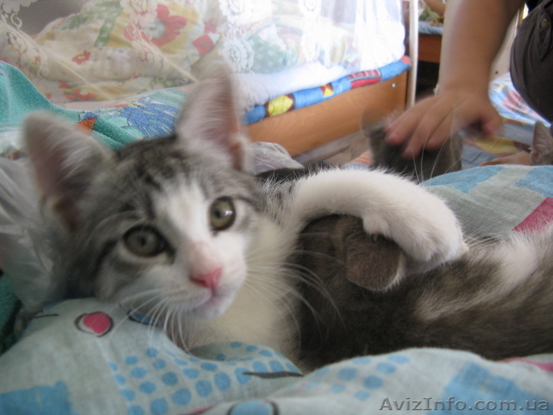 Подарю домашнего котёнка - <ro>Изображение</ro><ru>Изображение</ru> #1, <ru>Объявление</ru> #319161