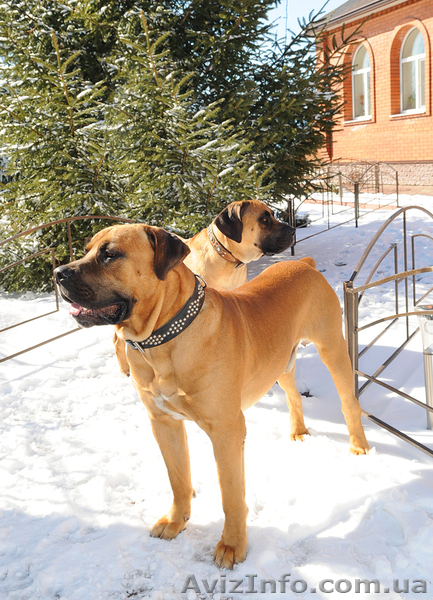 южно-африканский бурбуль - <ro>Изображение</ro><ru>Изображение</ru> #2, <ru>Объявление</ru> #329037