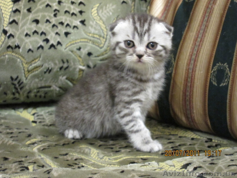 КОТЯТА СКОТТИШ-ФОЛД - <ro>Изображение</ro><ru>Изображение</ru> #3, <ru>Объявление</ru> #333512