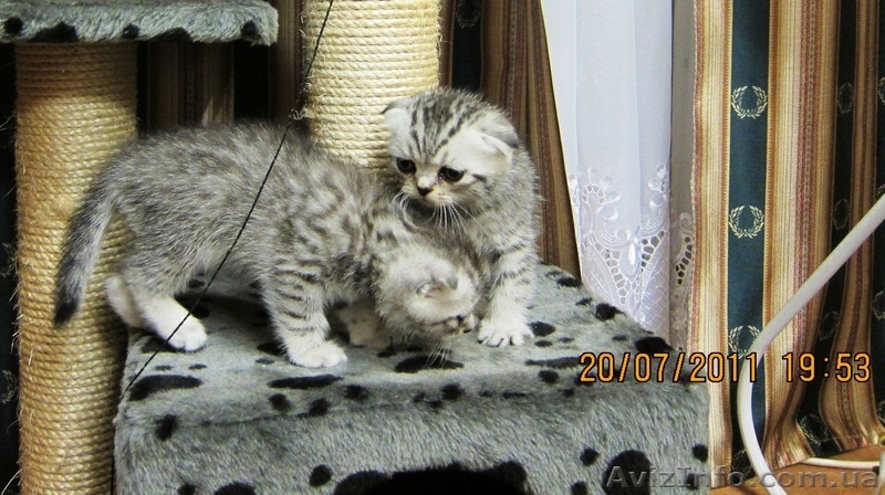 КОТЯТА СКОТТИШ-ФОЛД - <ro>Изображение</ro><ru>Изображение</ru> #2, <ru>Объявление</ru> #333512