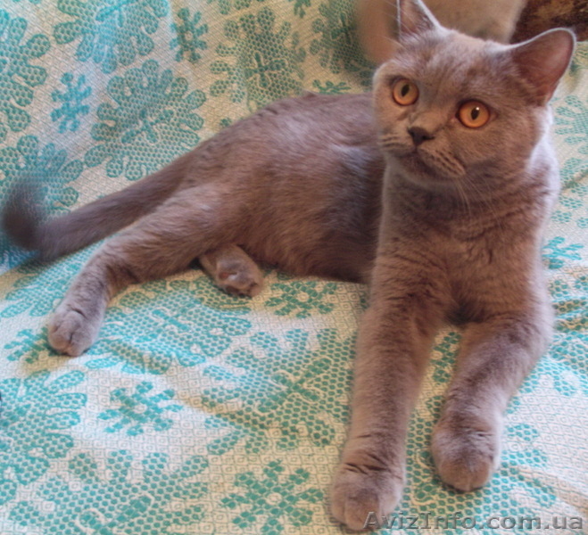 Продаются котята британцы 1,5 месяца - <ro>Изображение</ro><ru>Изображение</ru> #10, <ru>Объявление</ru> #313949
