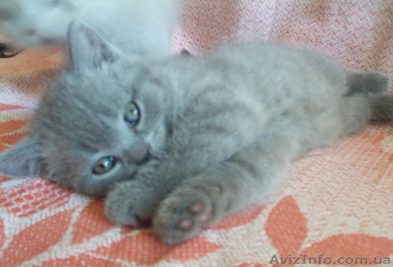 Продаются котята британцы 1,5 месяца - <ro>Изображение</ro><ru>Изображение</ru> #3, <ru>Объявление</ru> #313949