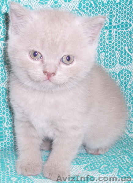 Продаются котята британцы 1,5 месяца - <ro>Изображение</ro><ru>Изображение</ru> #4, <ru>Объявление</ru> #313949