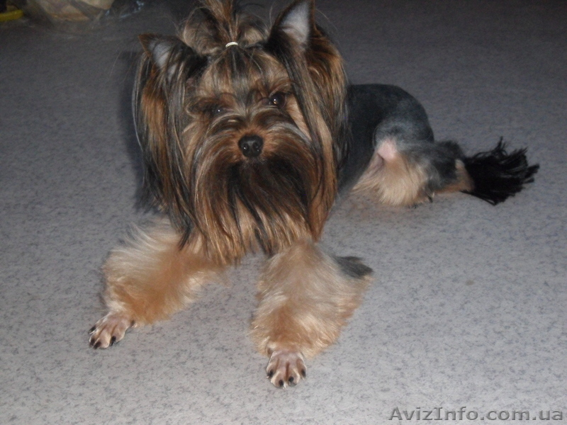 стрижка собак и кошек на дому - <ro>Изображение</ro><ru>Изображение</ru> #1, <ru>Объявление</ru> #333223