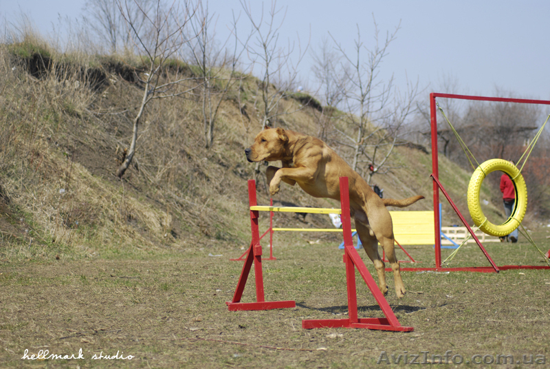 Дрессировка собак всех пород в Харькове и пригороде - <ro>Изображение</ro><ru>Изображение</ru> #3, <ru>Объявление</ru> #194111