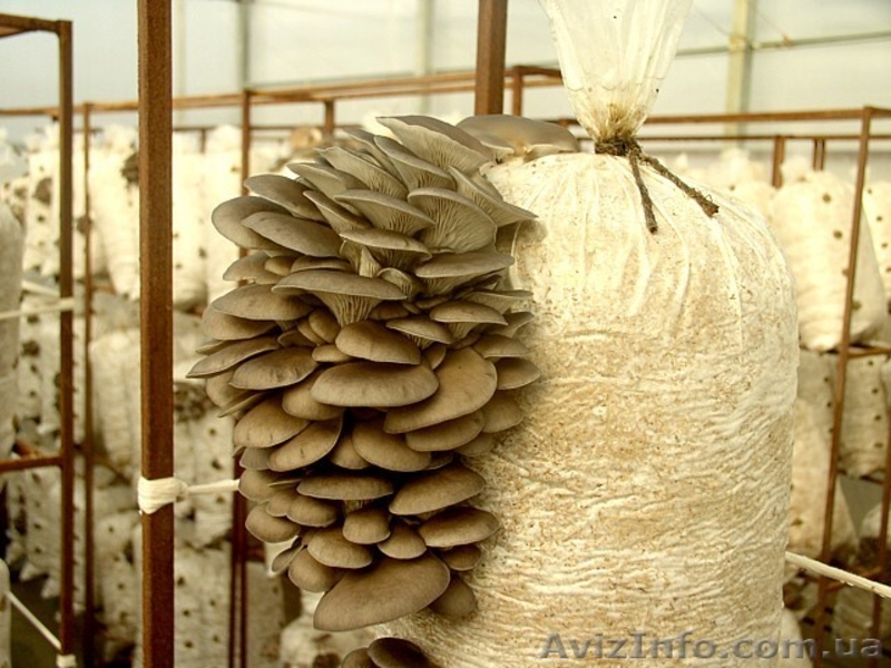 Мицелий вешенки - <ro>Изображение</ro><ru>Изображение</ru> #4, <ru>Объявление</ru> #350713