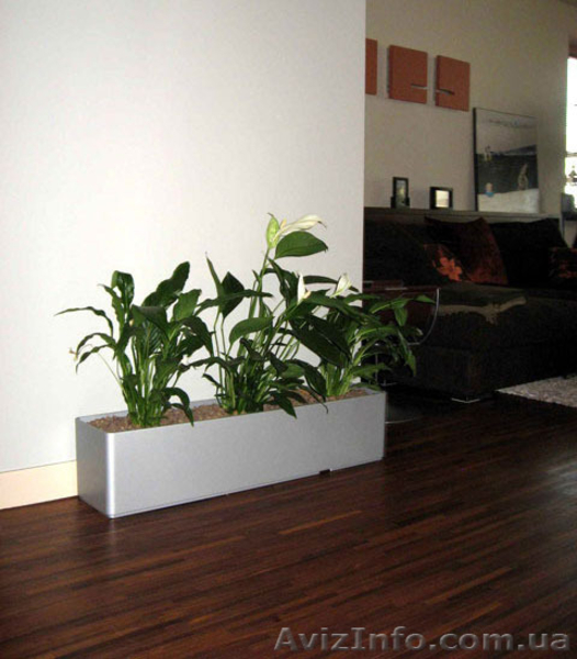 Паркет в Греческом Зале - <ro>Изображение</ro><ru>Изображение</ru> #8, <ru>Объявление</ru> #338608