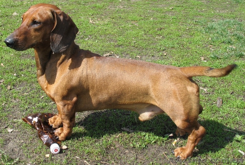 Щенки стандартной таксы - <ro>Изображение</ro><ru>Изображение</ru> #2, <ru>Объявление</ru> #363364