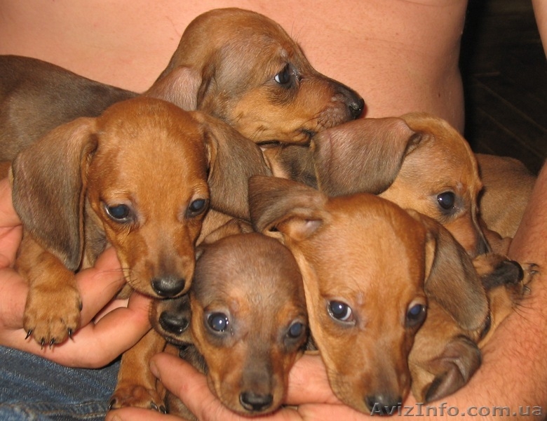 Щенки стандартной таксы - <ro>Изображение</ro><ru>Изображение</ru> #1, <ru>Объявление</ru> #363364
