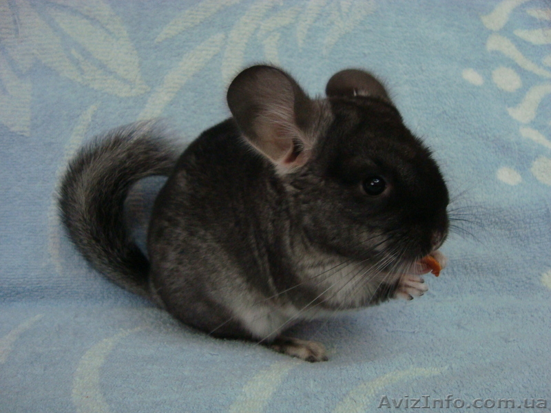 продам шиншилл(черный бархат) - <ro>Изображение</ro><ru>Изображение</ru> #1, <ru>Объявление</ru> #351615