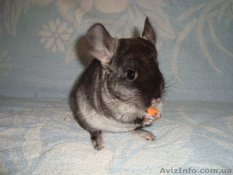 продам шиншилл(черный бархат) - <ro>Изображение</ro><ru>Изображение</ru> #2, <ru>Объявление</ru> #351615