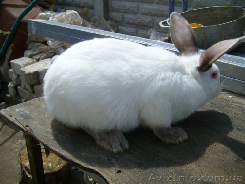 Продам кролей Новозеландца и Килифорнийского - <ro>Изображение</ro><ru>Изображение</ru> #2, <ru>Объявление</ru> #346610