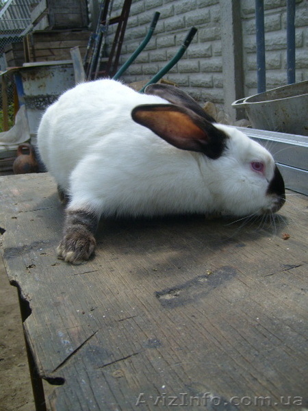 Продам кролей Новозеландца и Килифорнийского - <ro>Изображение</ro><ru>Изображение</ru> #3, <ru>Объявление</ru> #346610