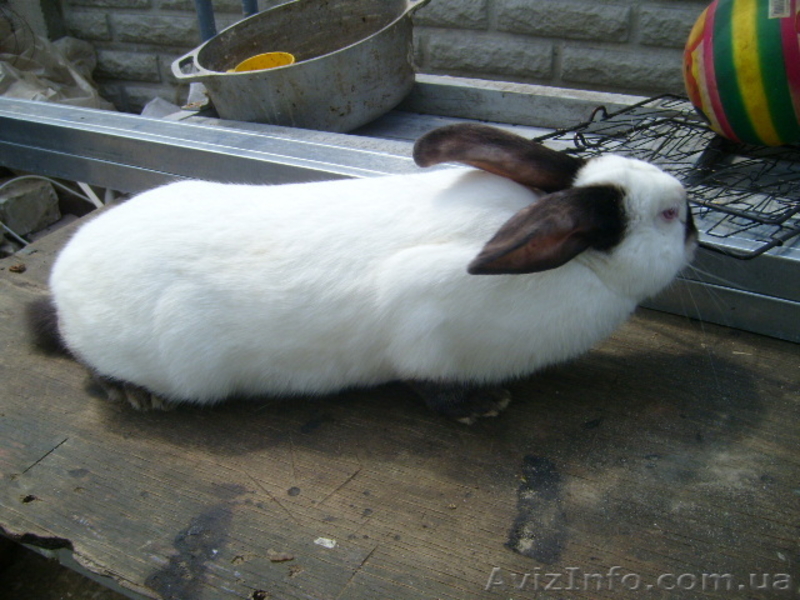 Продам кролей Новозеландца и Килифорнийского - <ro>Изображение</ro><ru>Изображение</ru> #4, <ru>Объявление</ru> #346610