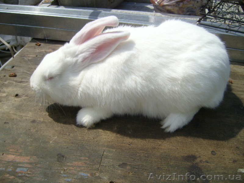 Продам кролей Новозеландца и Килифорнийского - <ro>Изображение</ro><ru>Изображение</ru> #5, <ru>Объявление</ru> #346610