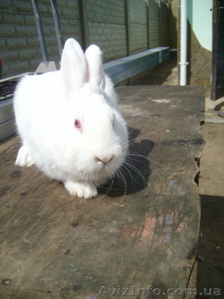 Продам кролей Новозеландца и Килифорнийского - <ro>Изображение</ro><ru>Изображение</ru> #6, <ru>Объявление</ru> #346610