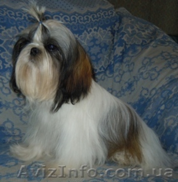 Ши-тцу - щенки разного возраста. - <ro>Изображение</ro><ru>Изображение</ru> #7, <ru>Объявление</ru> #356442