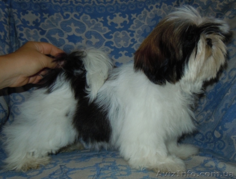Ши-тцу - щенки разного возраста. - <ro>Изображение</ro><ru>Изображение</ru> #8, <ru>Объявление</ru> #356442
