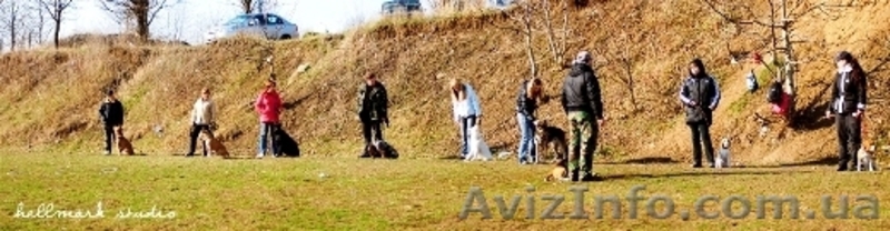 Дрессировка собак всех пород в Харькове и пригороде - <ro>Изображение</ro><ru>Изображение</ru> #4, <ru>Объявление</ru> #194111