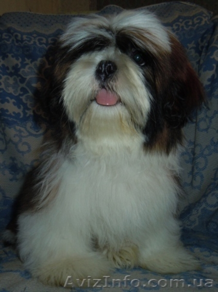 Ши-тцу - щенки разного возраста. - <ro>Изображение</ro><ru>Изображение</ru> #3, <ru>Объявление</ru> #356442