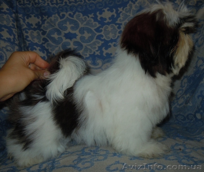 Ши-тцу - щенки разного возраста. - <ro>Изображение</ro><ru>Изображение</ru> #9, <ru>Объявление</ru> #356442