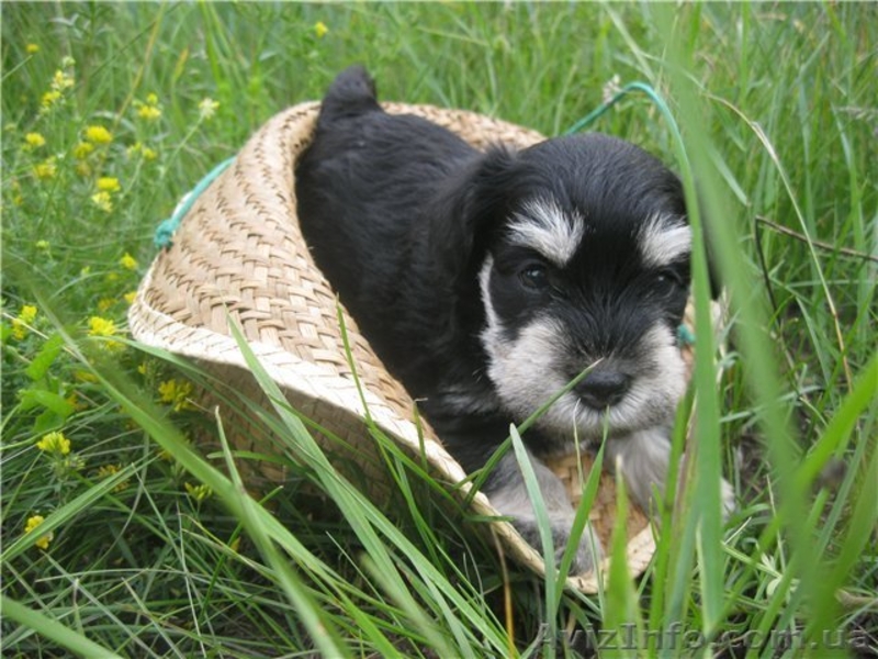 щенки цвергшнауцера, самая маленькая служебная собака - <ro>Изображение</ro><ru>Изображение</ru> #1, <ru>Объявление</ru> #361767