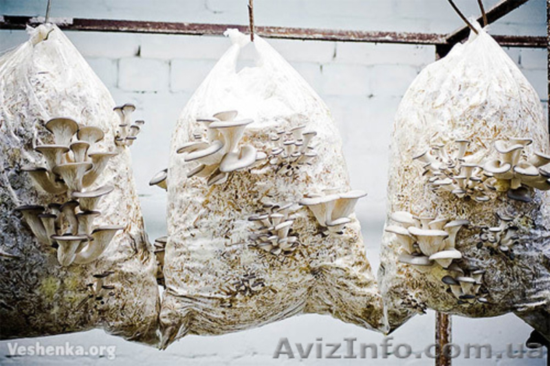 Мицелий вешенки - <ro>Изображение</ro><ru>Изображение</ru> #5, <ru>Объявление</ru> #350713