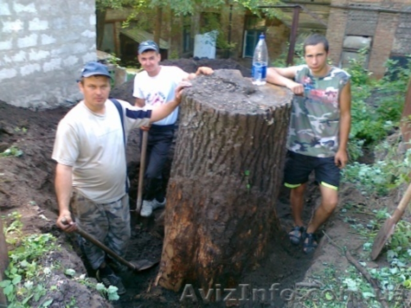 Спилим любые деревья, любой высоты и любого диаметра - <ro>Изображение</ro><ru>Изображение</ru> #3, <ru>Объявление</ru> #372487