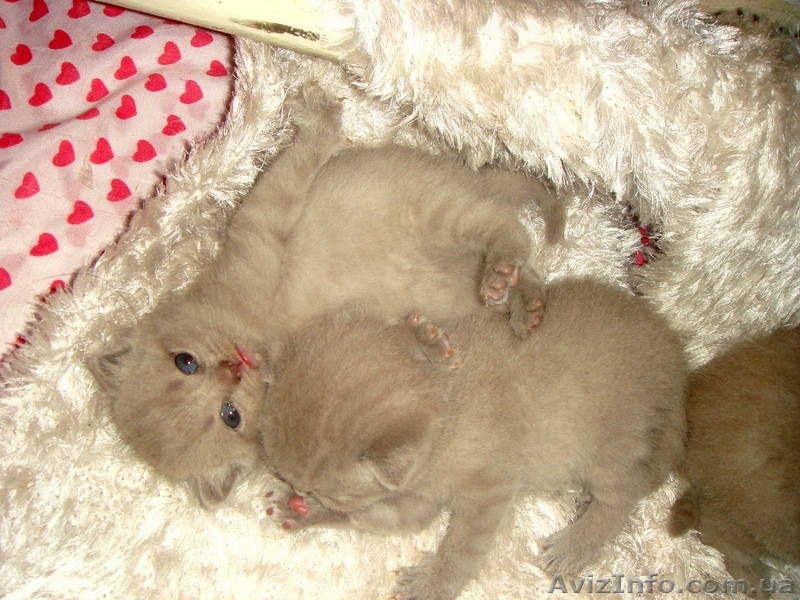 Юлия.(093)360 42 32  - <ro>Изображение</ro><ru>Изображение</ru> #1, <ru>Объявление</ru> #388098