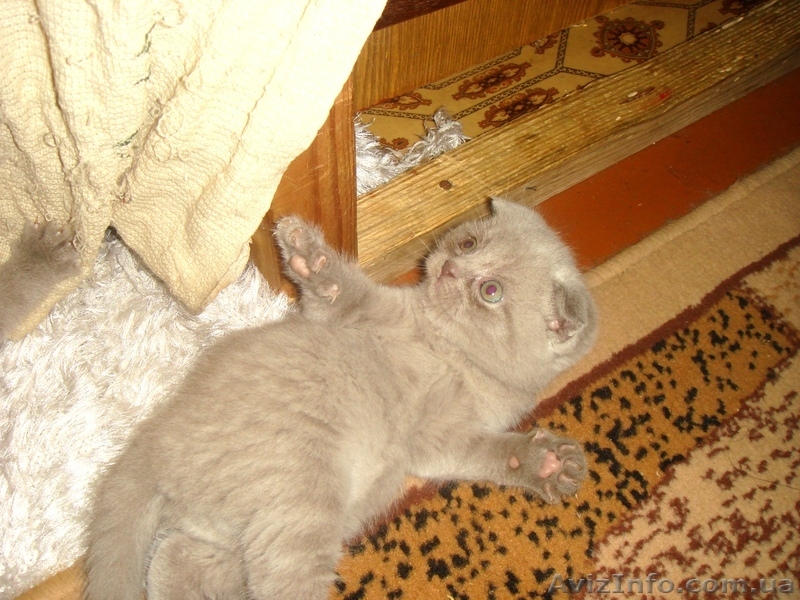 Юлия.(093)360 42 32  - <ro>Изображение</ro><ru>Изображение</ru> #3, <ru>Объявление</ru> #388098