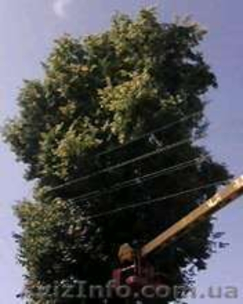 Спилим любые деревья, любой высоты и любого диаметра - <ro>Изображение</ro><ru>Изображение</ru> #4, <ru>Объявление</ru> #372487