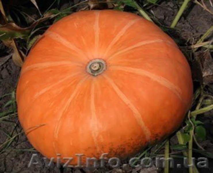 Продам домашнюю тыкву - <ro>Изображение</ro><ru>Изображение</ru> #1, <ru>Объявление</ru> #389340