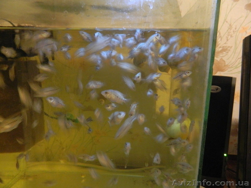 Продам малька фловер хорна . ( Обычный .) - <ro>Изображение</ro><ru>Изображение</ru> #3, <ru>Объявление</ru> #373798