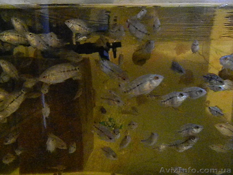 Продам малька фловер хорна . ( Обычный .) - <ro>Изображение</ro><ru>Изображение</ru> #5, <ru>Объявление</ru> #373798