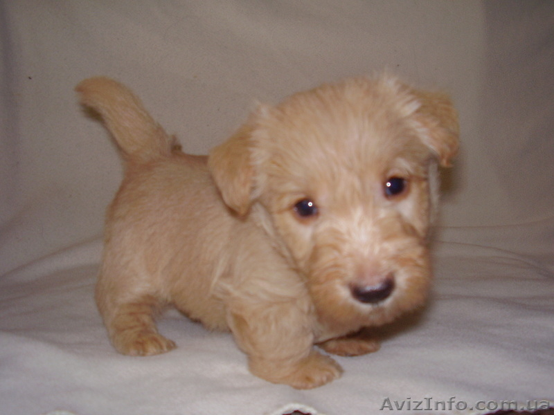 Продаются щенки скотч-терьера - <ro>Изображение</ro><ru>Изображение</ru> #2, <ru>Объявление</ru> #370738