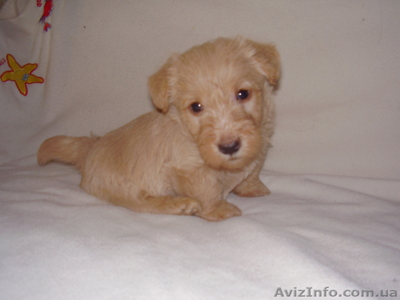 Продаются щенки скотч-терьера - <ro>Изображение</ro><ru>Изображение</ru> #3, <ru>Объявление</ru> #370738