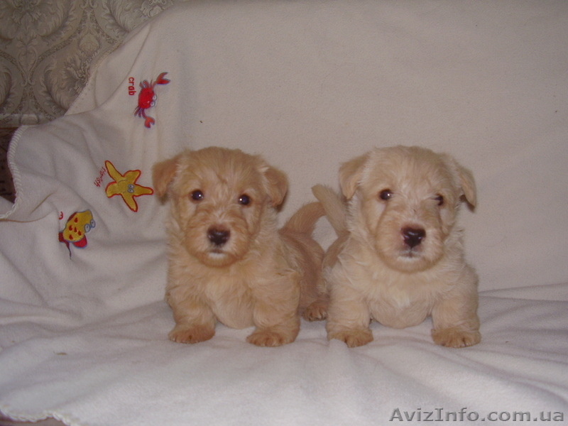 Продаются щенки скотч-терьера - <ro>Изображение</ro><ru>Изображение</ru> #4, <ru>Объявление</ru> #370738