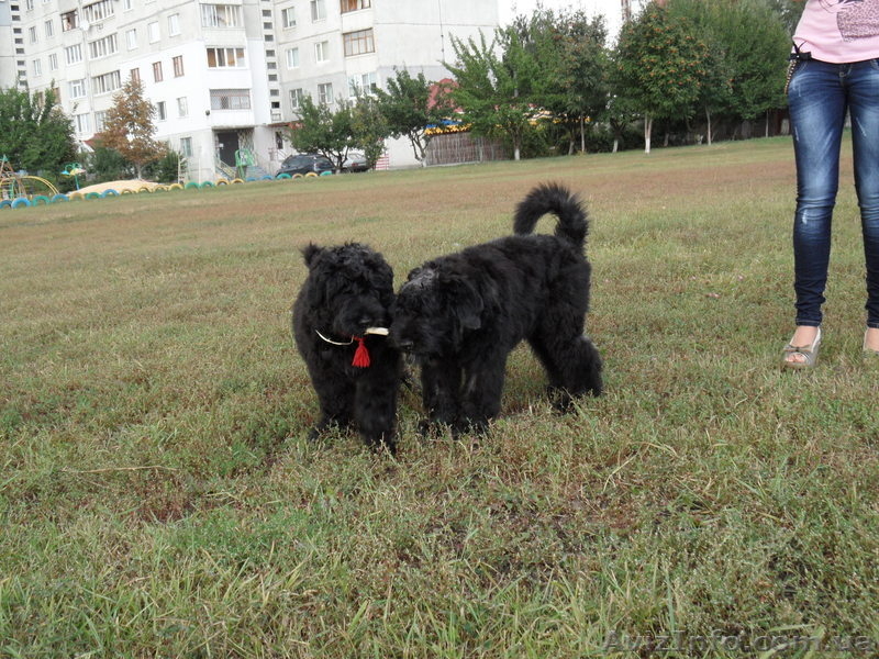 Щенки русского черного терьера в Харькове - <ro>Изображение</ro><ru>Изображение</ru> #1, <ru>Объявление</ru> #384941
