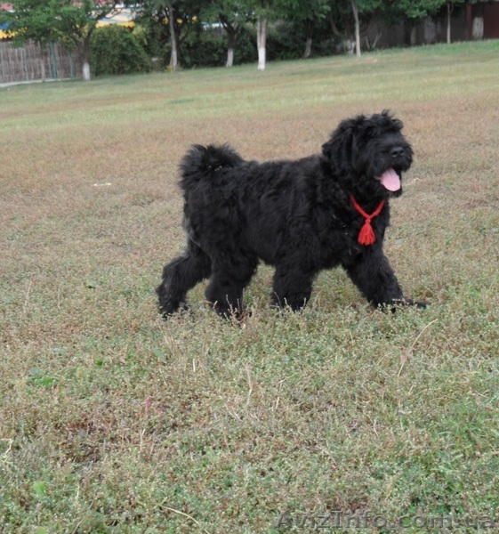 Щенки русского черного терьера в Харькове - <ro>Изображение</ro><ru>Изображение</ru> #2, <ru>Объявление</ru> #384941