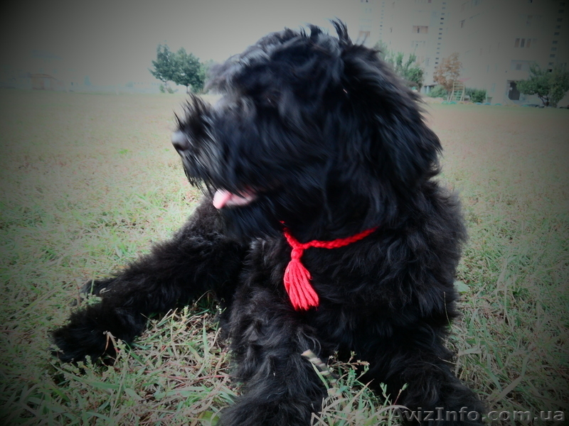 Щенки русского черного терьера в Харькове - <ro>Изображение</ro><ru>Изображение</ru> #3, <ru>Объявление</ru> #384941