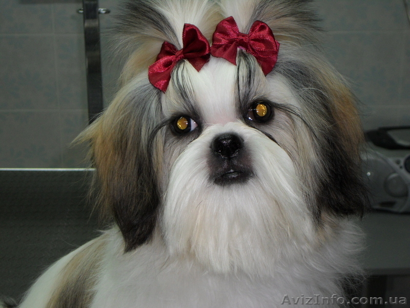 стрижка собак и кошек на дому - <ro>Изображение</ro><ru>Изображение</ru> #7, <ru>Объявление</ru> #333223